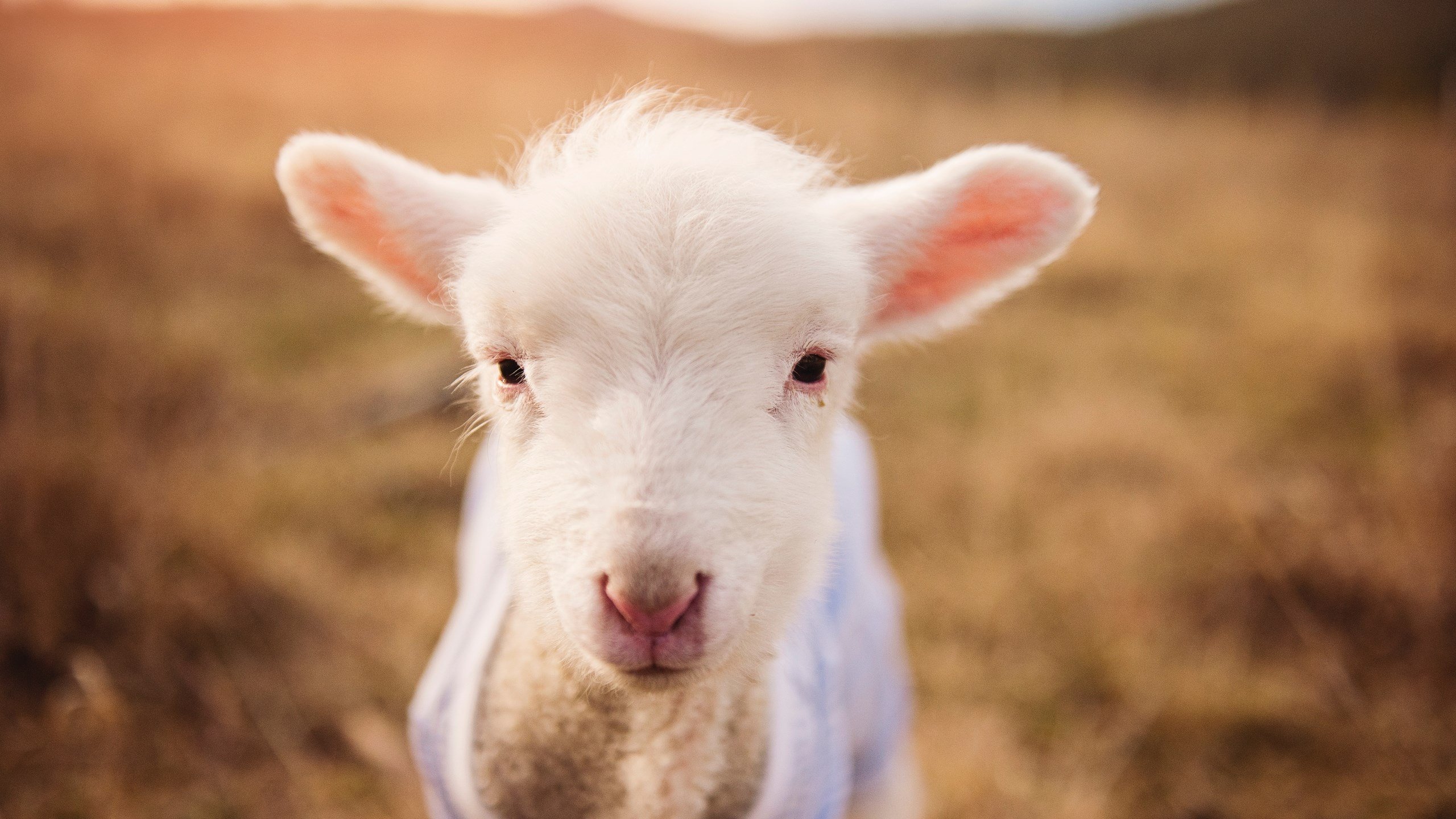 爱游戏娱乐平台-法甲推出新观赛平台，增强粉丝沉浸感，2021-2022赛季法甲直播平台