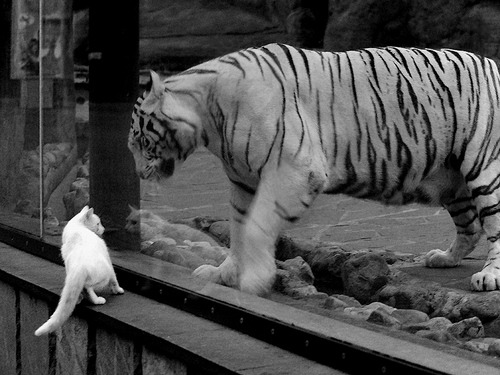 秒秒精彩：秒杀对手的精彩攻防瞬间，秒杀精灵最新版