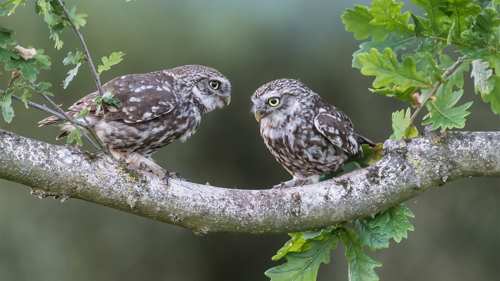 AYX GAMING-塔图姆三分球失准，凯尔特人进攻受限，凯尔特人塔图姆今日集锦