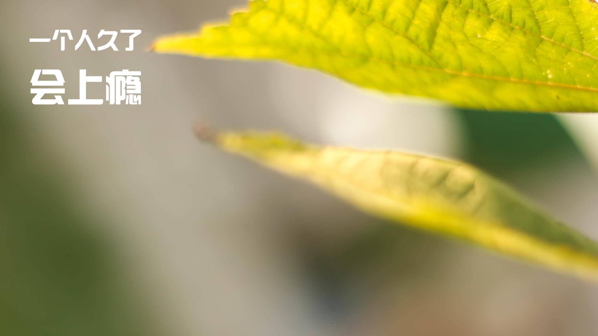 美国马术协会与国际马术联合会合作，举办国际马术交流活动，促进技术交流。