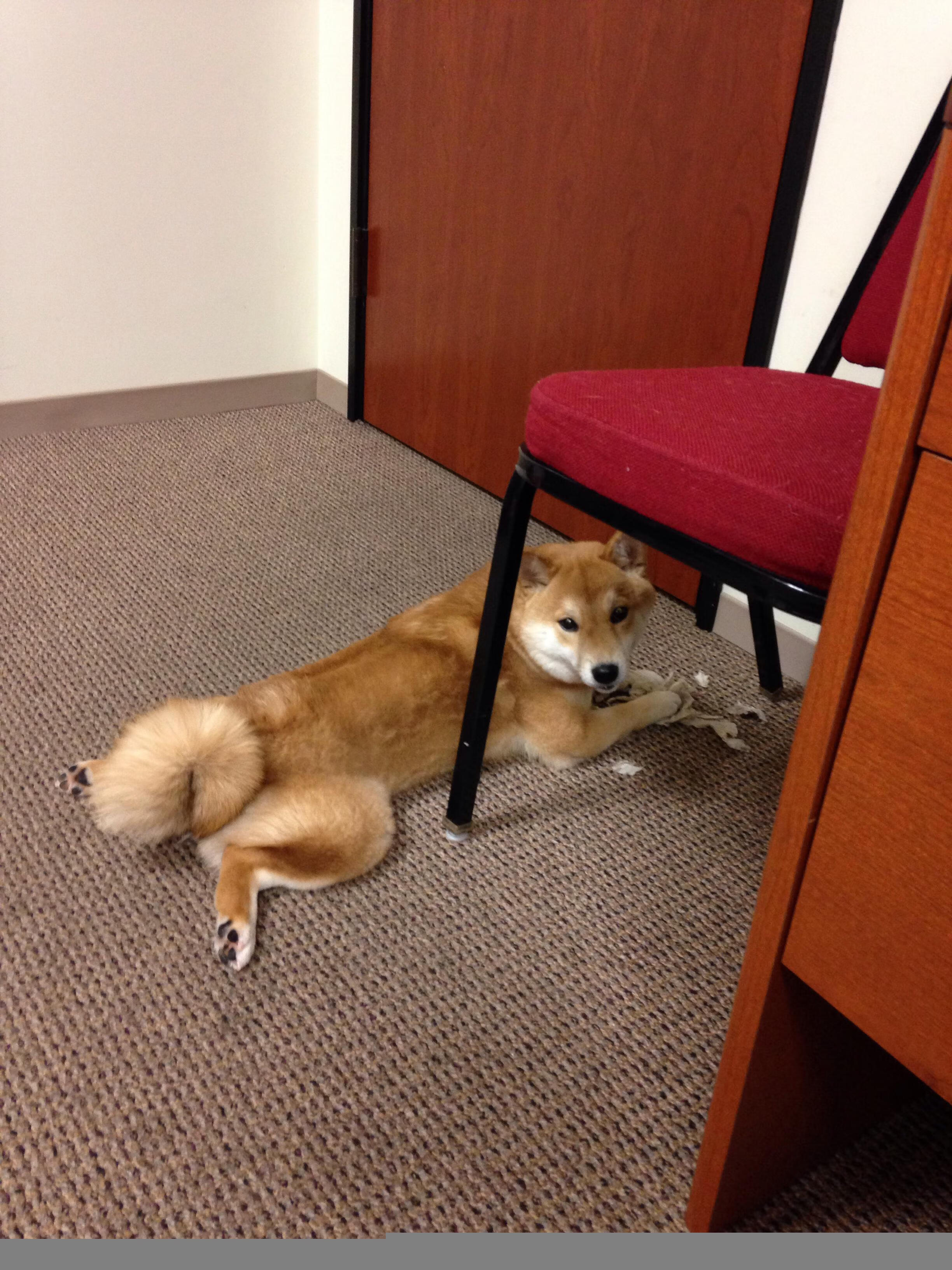 球员体能追踪:运动数据驱动的训练革新,百度体育球员能力图