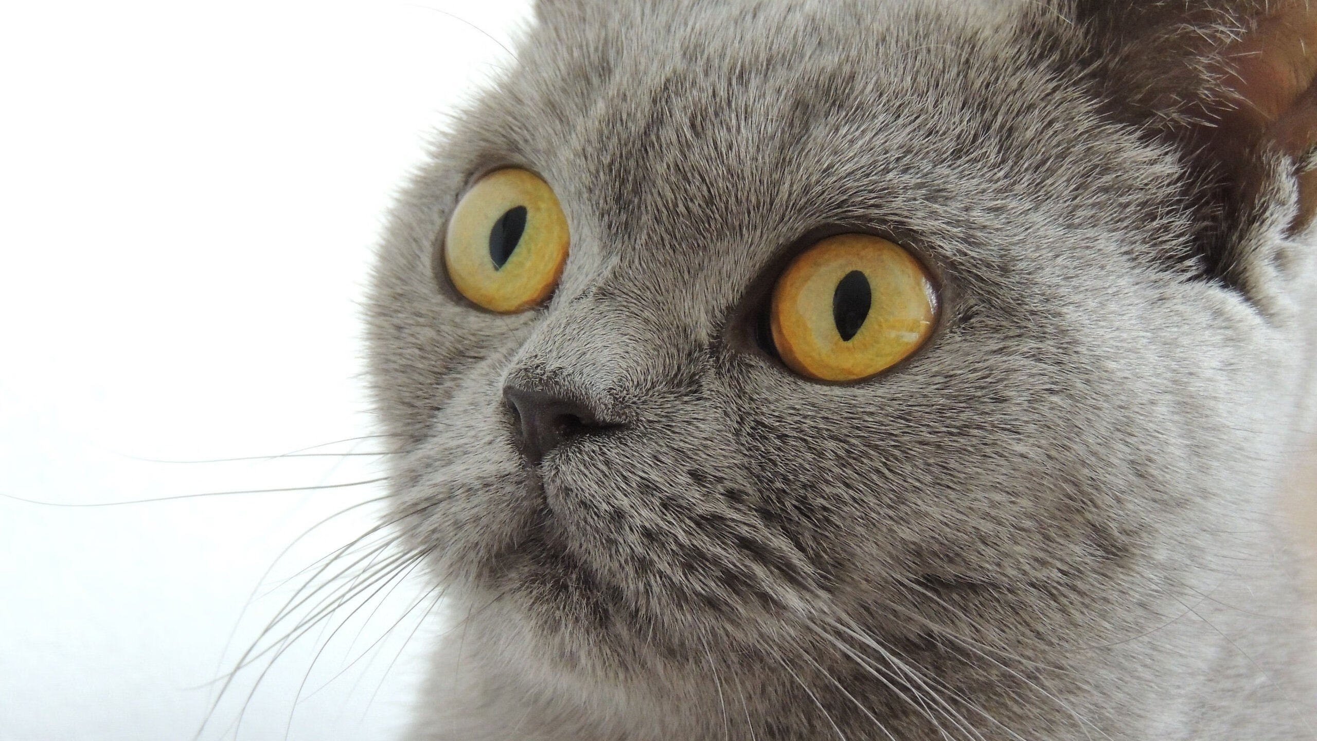 AYX GAME-足球数据人才短缺制约决策效率