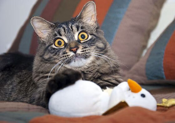 爱游戏体育（AYX）官方APP下载-著名篮球教练推出青训课程推广科学训练理念，青少年篮球教练培训教案